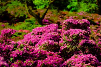 万年山のミヤマキリシマ　2024