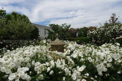 横浜イングリッシュガーデン　バラが見ごろ　２０２４年春