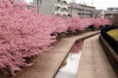 2024年花便り･淀水路の河津桜の開花状況は？