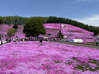 東藻琴公園の芝桜が見たくて北海道に行ってきました／阿寒湖遊覧、摩周湖、旭山動物園、ファーム富田、小樽