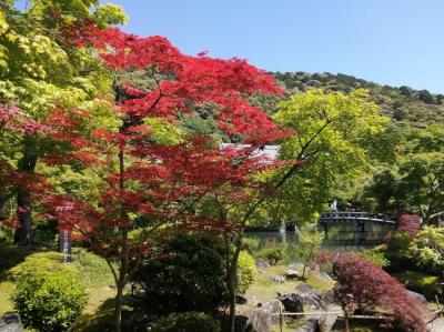 ’２４　京都・奈良新緑さんぽ９　京都（南禅寺～永観堂）