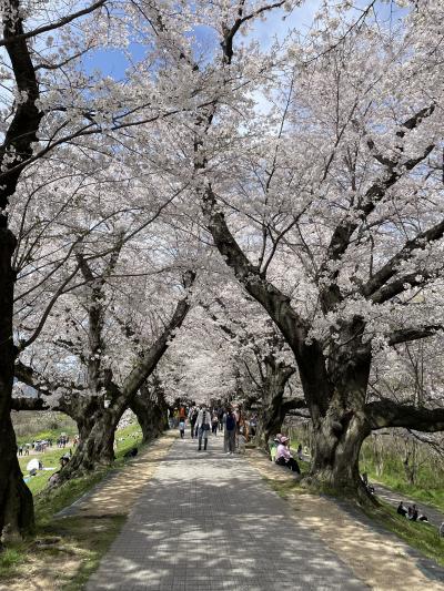 2024年4月　桜めぐり　関西いろいろ