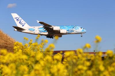 ⑱ハワイ旅行記2024、フライングホヌに乗って成田着(最終回)