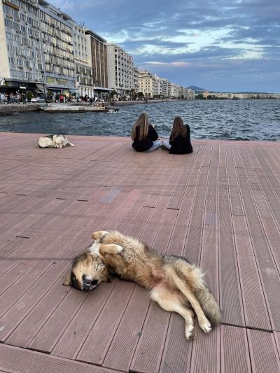 バルカン半島ひとり旅・テッサロニキでワンコ見物