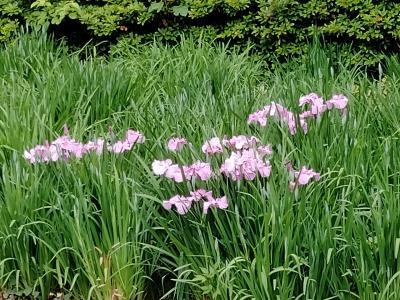 202405☆深川不動堂と清澄庭園☆女子旅