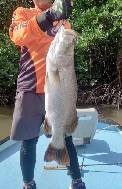 パーチ オーストラリアバラマンディ 少し大きめ##｜淡水魚