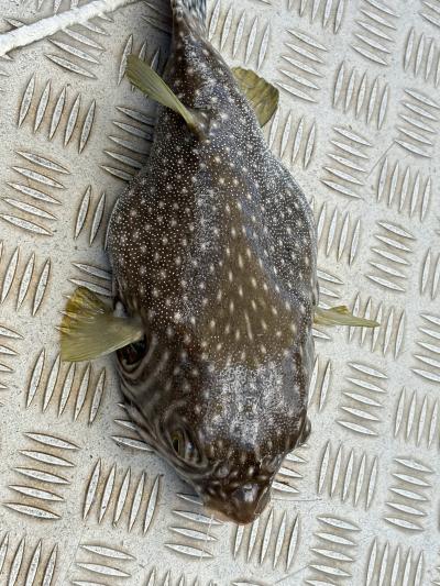 2024年3月 バラマンデイフィッシング Day3