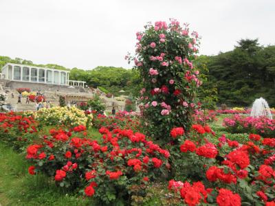 2024年５月　神戸市　その１　須磨離宮公園で色とりどりのバラを見ました。
