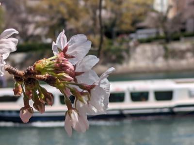 広島へ（3）広島で桜さがし