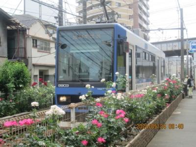 東京都荒川区の都電荒川線とバラ