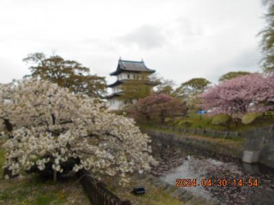 桜たずねて北へ北へーその３．北海道・松前編ー　　