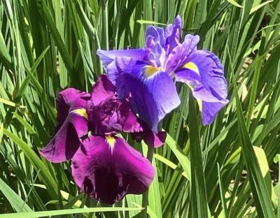 小石川後楽園の花菖蒲と、白山神社の紫陽花