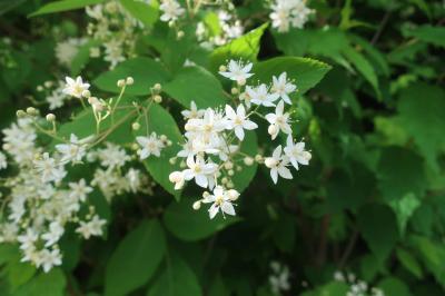 滝と登山と温泉と…東京日の出町・白岩の滝～麻生山～日の出山～つるつる温泉