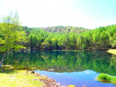 春の蓼科で新緑巡りー2024.5ー