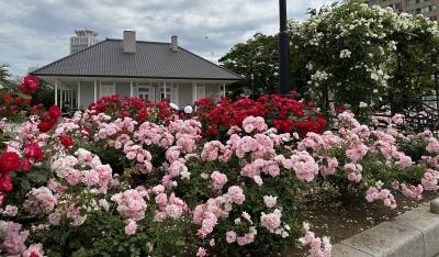 バラの香りに包まれる横須賀