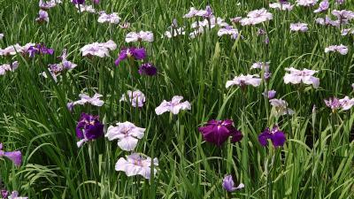 生田緑地　あやめ菖蒲カキツバタ？　神宮は…