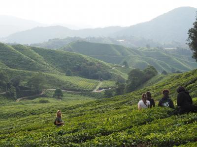 マレーシア一人旅４　キャメロンハイランド　半日ツアーで茶畑へ