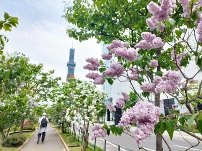 今週のとくたびマイルで晴れの札幌へ①ライラックまつりの札幌