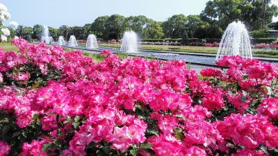 2024年5月26日～4泊5日で神戸、奈良、京都の旅(1)神戸編　須磨離宮公園の美しい薔薇 他