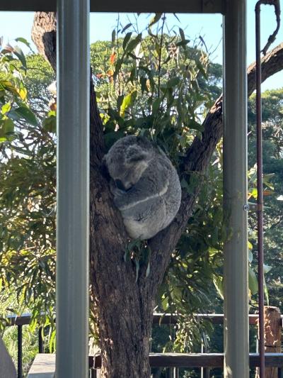 オーストラリア・シドニー旅行4日目