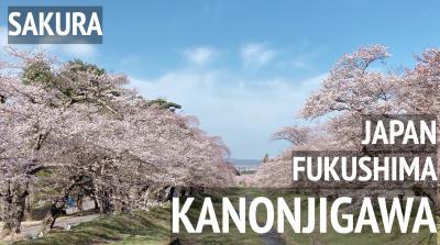 福島県、観音寺川の桜並木を散歩する：春の訪れを告げる桃源郷　