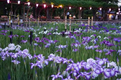 20240529 北綾瀬 夕暮れのしょうぶ沼公園に咲き始めの花菖蒲。日が暮れると提灯に灯りが点ります。