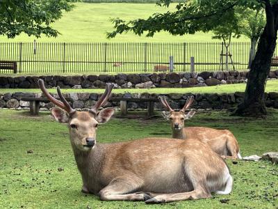 9・11歳児連れ、子供達都道府県制覇２泊３日旅行：奈良編