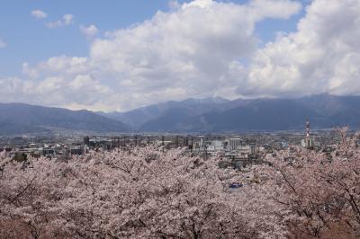 松本の弘法山古墳の桜へ行ってみました。