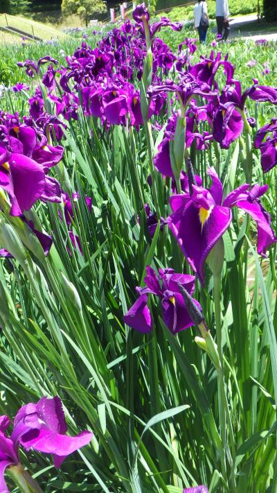 ハナショウブとバラ