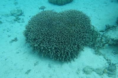 白保で海散歩　のんびりゆったり白保集落ステイ