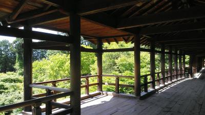 2024年5月26日～4泊5日で神戸、奈良、京都の旅(3)京都編　美しい京都の青モミジに紫陽花