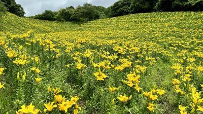 静岡ぶらり！天候イマイチの中で！可睡ゆりの園へ行く！　ちょっとハマりそう(#^^#)