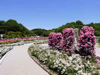 ■ ぎふワールドローズガーデン、どこを見ても　バラ　ばら　薔薇