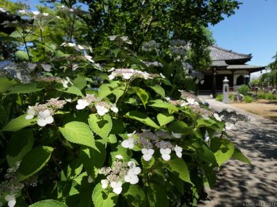 「常楽寺」のアジサイ_2024_少しだけ咲き始めていました（太田市）