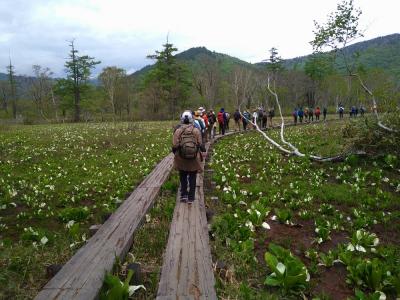 ツアーで念願の尾瀬に水芭蕉を見に行く！②～尾瀬ヶ原ハイキング～