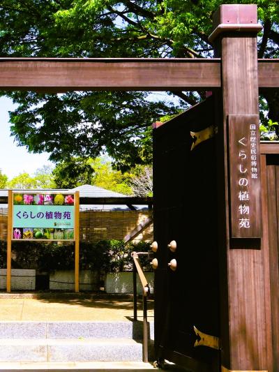 佐倉-3　くらしの植物苑b　ハナズオウ・シャクナ・ツツジ咲くころ　☆佐倉城址公園にも