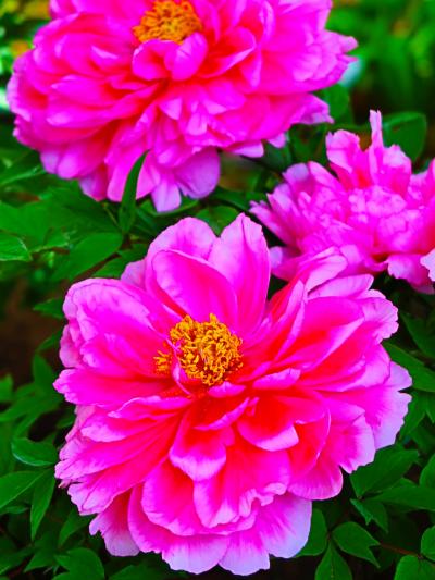 上野-２　東照宮ぼたん苑b 　開苑45周年＊中国品種も　☆花王・紫上・まりも・緑玉・春柳　