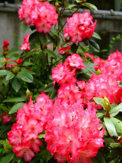 上野-3　東照宮ぼたん苑C　和風庭園の趣向　シャクナゲ咲く　☆勿忘草・都忘れ・ネモフィラも