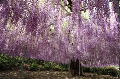 2024年４月　あしかがフラワーパークで満開の藤の色と香りに包まれました
