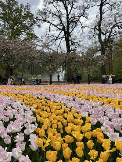 母娘念願のオランダ旅行☆彡⑤キューケンホフ公園編