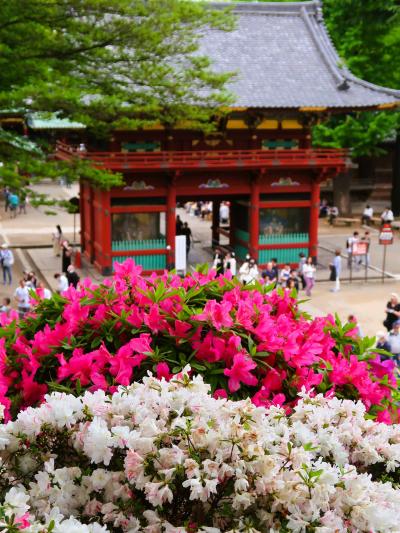 根津-1　根津神社a  つつじまつり　開花見ごろ続いて　☆最盛期/混雑peakは前週か