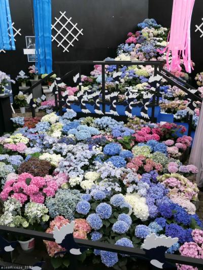 「とちぎ花センター」の「あじさい展」_2024_6月2日まで開催されてました（栃木市）