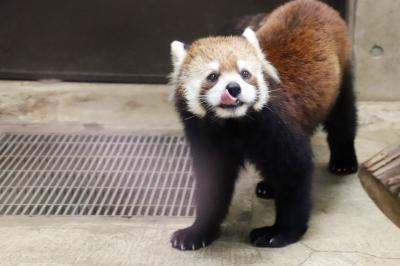 GW後の５月の埼玉こども動物自然公園（前編）フィーダー上手になったレッサーパンダのハナビちゃん～朝のコアラ舎から午前の北園とアニマルステージ