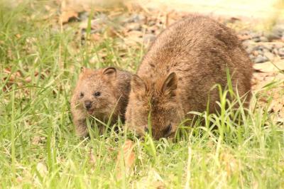 GW後の５月の埼玉こども動物自然公園（後編）午後の東園でクオッカの子の名前投票～北園のレッサーパンダ他と閉園間際に目覚めたコアラのピリーくん
