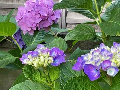 東久留米黒目川の四季　'24年紫陽花の季節