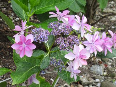 南国市、香南市、香美市をぶらり(2)☆高野山満願ドライブ2024年⑥-2