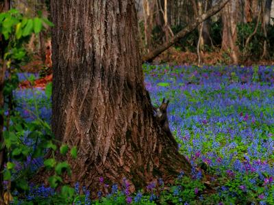 今年の春もエゾリスに会いに♪