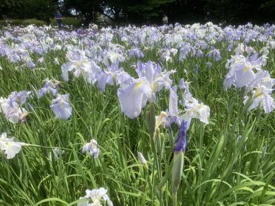 文鳥パラダイスの巨大な公園相模原公園と麻溝公園
