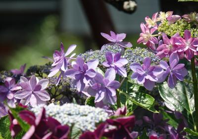 【鎌倉2024】 梅雨の時期に紫陽花を巡る