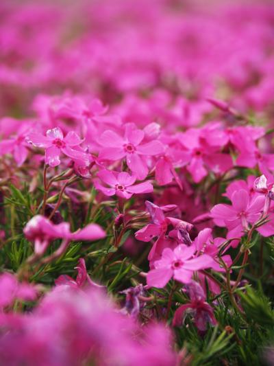 すでに終わり・・・芝桜